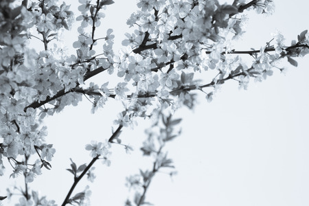 Blossom branch of apple or cherry. Shallow depth of field. Selective focus. Toned.の写真素材