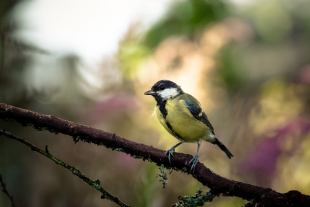 Tit (Parus major) on the branch of tree in a forest. Blurred natural background. Selective focus. Toned.の写真素材