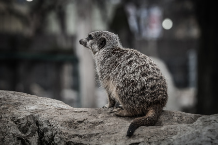 Small cute surakat in a zoo. Toned.