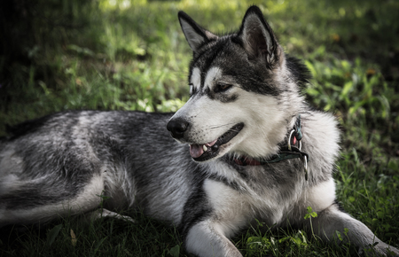 Dog breed alaskan malamute in a garden. Shallow depth of field. Selective focus. Toned.の写真素材