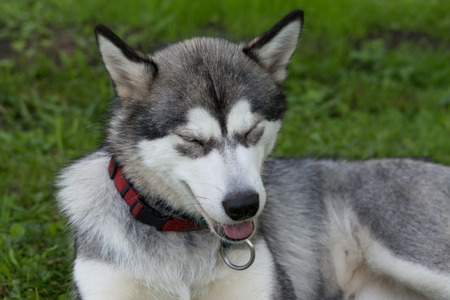 Dog breed alaskan malamute in a garden. Shallow depth of field. Selective focus.の写真素材