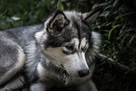 Dog breed alaskan malamute in a garden. Shallow depth of field. Selective focus. Toned.の写真素材
