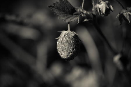 Fresh strawberry in the garden. Shallow depth of field. Selective focus. Toned.の写真素材