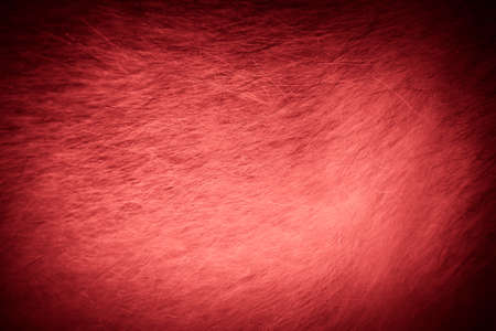 Fur of dog breed alaskan malamute for background. Toned.の写真素材