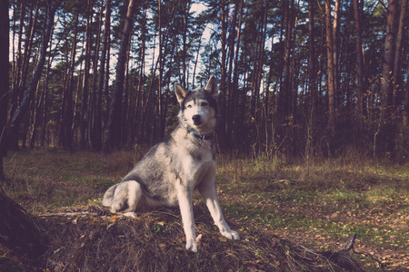 Dog breed husky on the walking in a forest. Selective focus. Toned.の写真素材