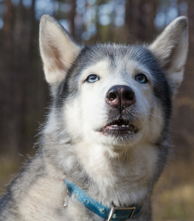Dog breed husky on the walking in a forest. Selective focus.の写真素材