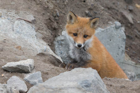 Young cute little foxe on a stony sea coast. Selective focus.の写真素材