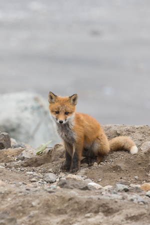 Young cute little foxe on a stony sea coast. Selective focus.の写真素材