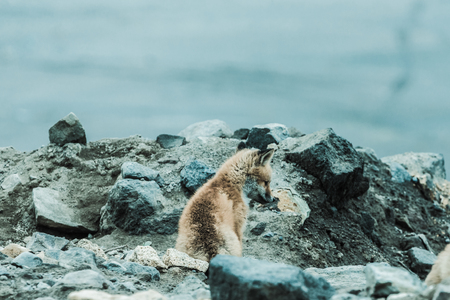 Young cute little foxe on a stony sea coast. Selective focus. Toned.