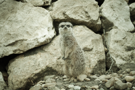 Small cute surakat in a zoo. Toned.の写真素材