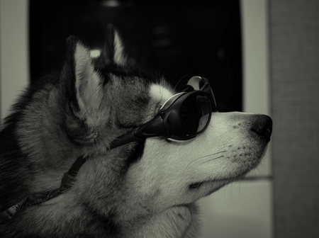 Young alaskan malamute with t-shirt and glasses lays on a linoleum floor. Selective focus. Shallow...