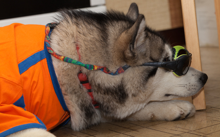 Young alaskan malamute with t-shirt and glasses lays on a linoleum floor. Selective focus. Shallow depth of field.の写真素材
