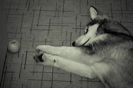 Young alaskan malamute lays on a linoleum floor. Selective focus. Shallow depth of field. Toned.の写真素材