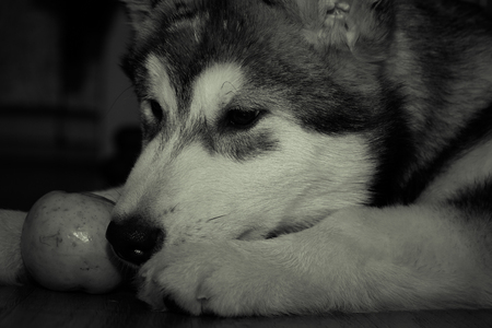 Young alaskan malamute lays on a linoleum floor. Selective focus. Shallow depth of field. Toned.の写真素材