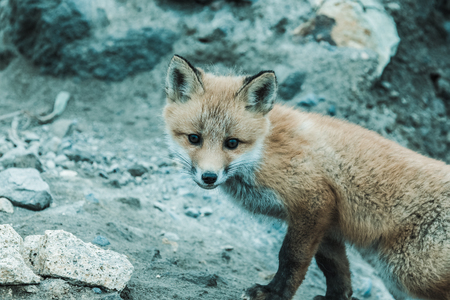 Young cute little foxe on a stony sea coast. Selective focus. Toned.の写真素材