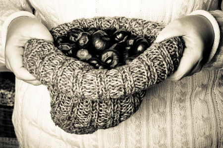 Many chestnuts in human hands. Toned.の写真素材