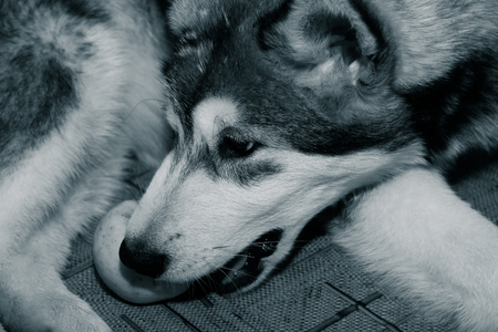 Young alaskan malamute lays on a linoleum floor. Selective focus. Shallow depth of field. Toned.の写真素材