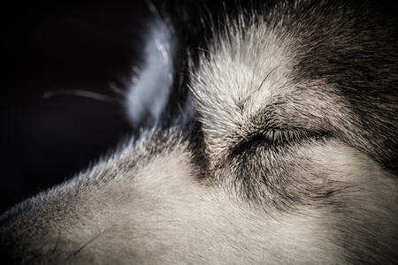 Portrait of a sleeping Alaskan Malamuteの写真素材