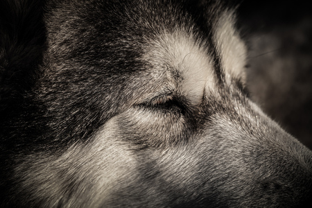 Portrait of a sleeping Alaskan Malamute