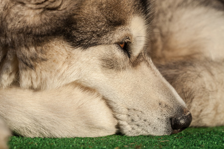 Portrait of a sleeping Alaskan Malamuteの写真素材