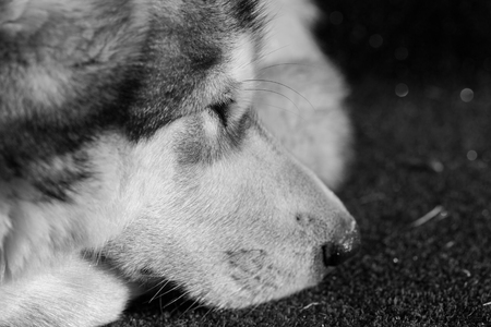 Portrait of a sleeping Alaskan Malamute
