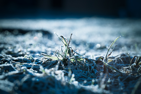 The grass is frosty. Shallow depth of fieldの写真素材