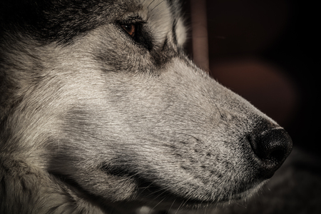 Portrait of a young Alaskan malamute, the color of a wolf
