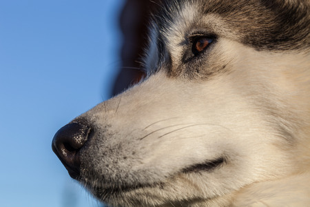 Portrait of a young Alaskan malamute, the color of a wolfの写真素材