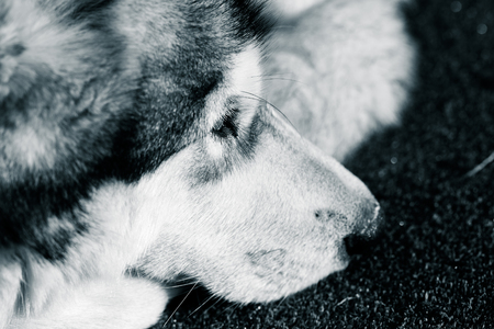 Portrait of a sleeping Alaskan Malamute