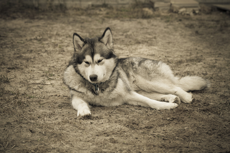 Alaskan Malamute lying on thawed earthの写真素材