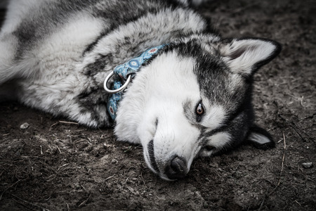 Portrait of a young Alaskan malamute, the color of a wolfの写真素材