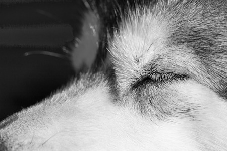 Portrait of a sleeping Alaskan Malamuteの写真素材