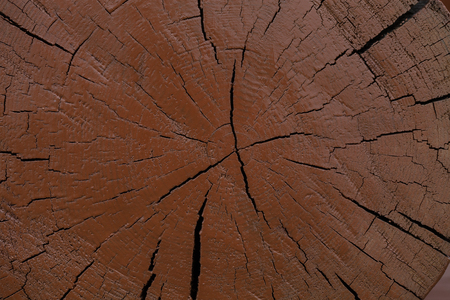 texture of wood cut-off for the backgroundの写真素材