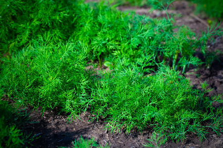Dill. Herb leaf background, Organic vegetables healthy vegetable, agriculturalの写真素材