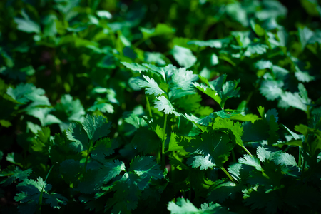 Parsley growing in the gardenの写真素材