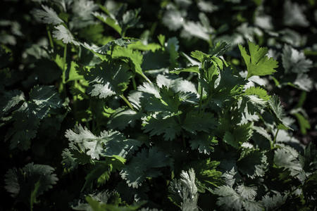 Parsley growing in the gardenの写真素材