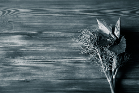 Dill and basil on old wood boardの写真素材