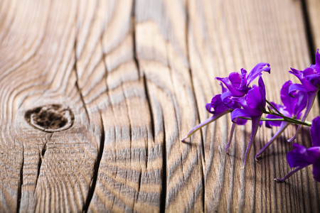 Blue wildflowers lie on an old boardの写真素材
