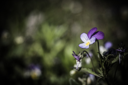 Closeup of pansy flowers, shallow depth of field