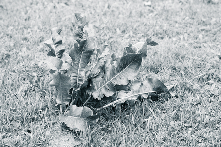 Bush of horseradish in the garden. Armoracia rusticanaの写真素材