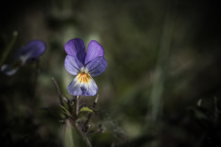 Closeup of pansy flowers, shallow depth of fieldの写真素材