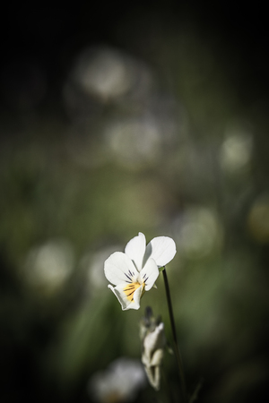 Closeup of pansy flowers, shallow depth of fieldの写真素材