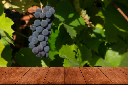 Ripe grapes in fall. Selective focus.の写真素材
