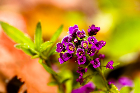 Violet flowers with ice and snow pieces.