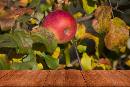 Apple tree over old dark wooden tableの写真素材