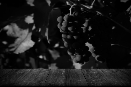 View from dark wooden table to vineyards at sunset in autumn harvest. Ripe grapes in fall. Selective focus. Toned.の写真素材