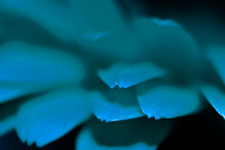 Colored blured petals of the flower closeup like a bright flash on a dark background. Selective focus. Toned.の写真素材