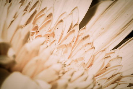 Flower closeup for natural background. Selective focus. Toned.の写真素材