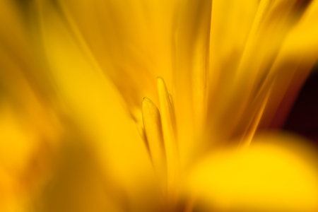 Colored blured petals of the flower closeup like a bright flash on a dark background. Selective focus.の写真素材