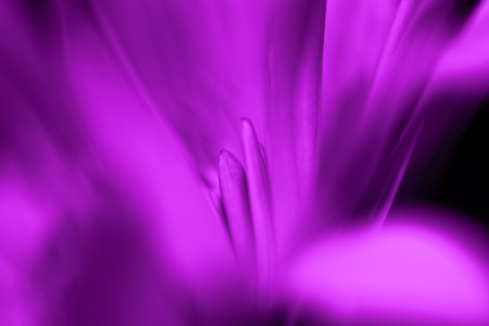 Colored blured petals of the flower closeup like a bright flash on a dark background. Selective focus. Toned.の写真素材